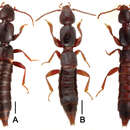 Image of Lathrobium (Lathrobium) labahense Peng, Zhong, Li-Zhen Li & Mei-Jun Zhao 2012