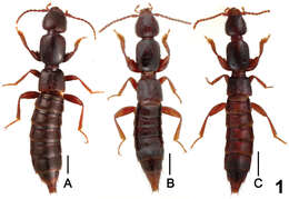 Image of Lathrobium (Lathrobium) labahense Peng, Zhong, Li-Zhen Li & Mei-Jun Zhao 2012