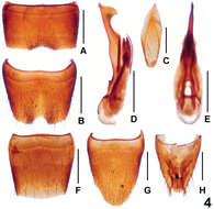 Image of Lathrobium (Lathrobium) labahense Peng, Zhong, Li-Zhen Li & Mei-Jun Zhao 2012