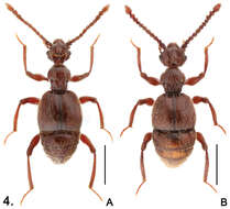 Image of Sinotrisus sinensis Yin, Zi-Wei & Nomura 2012