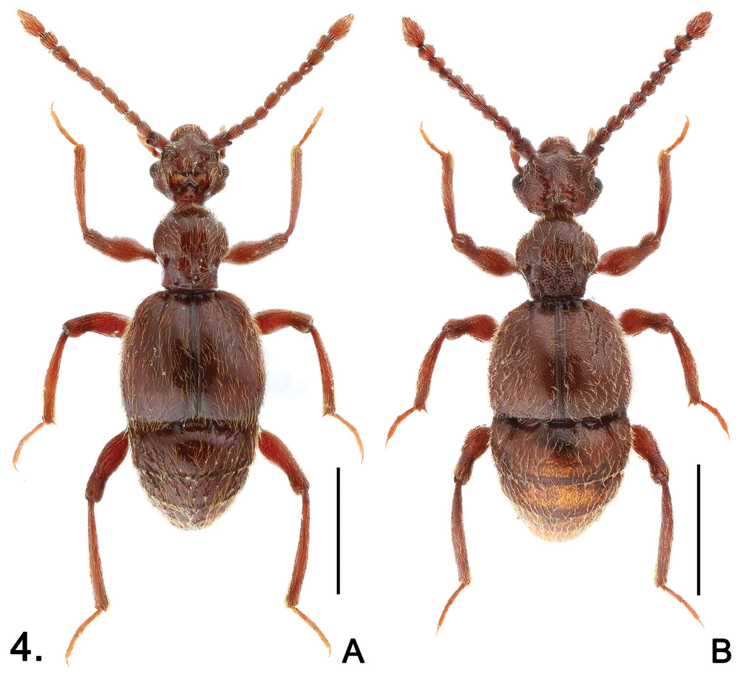 Image of Sinotrisus sinensis Yin, Zi-Wei & Nomura 2012