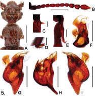 Image of Sinotrisus sinensis Yin, Zi-Wei & Nomura 2012