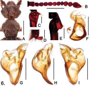 Image of Sinotrisus vietnamensis Yin, Zi-Wei & Nomura 2012