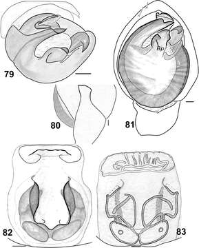 Слика од Haplodrassus