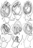 Image of Haplodrassus bohemicus Miller & Buchar 1977