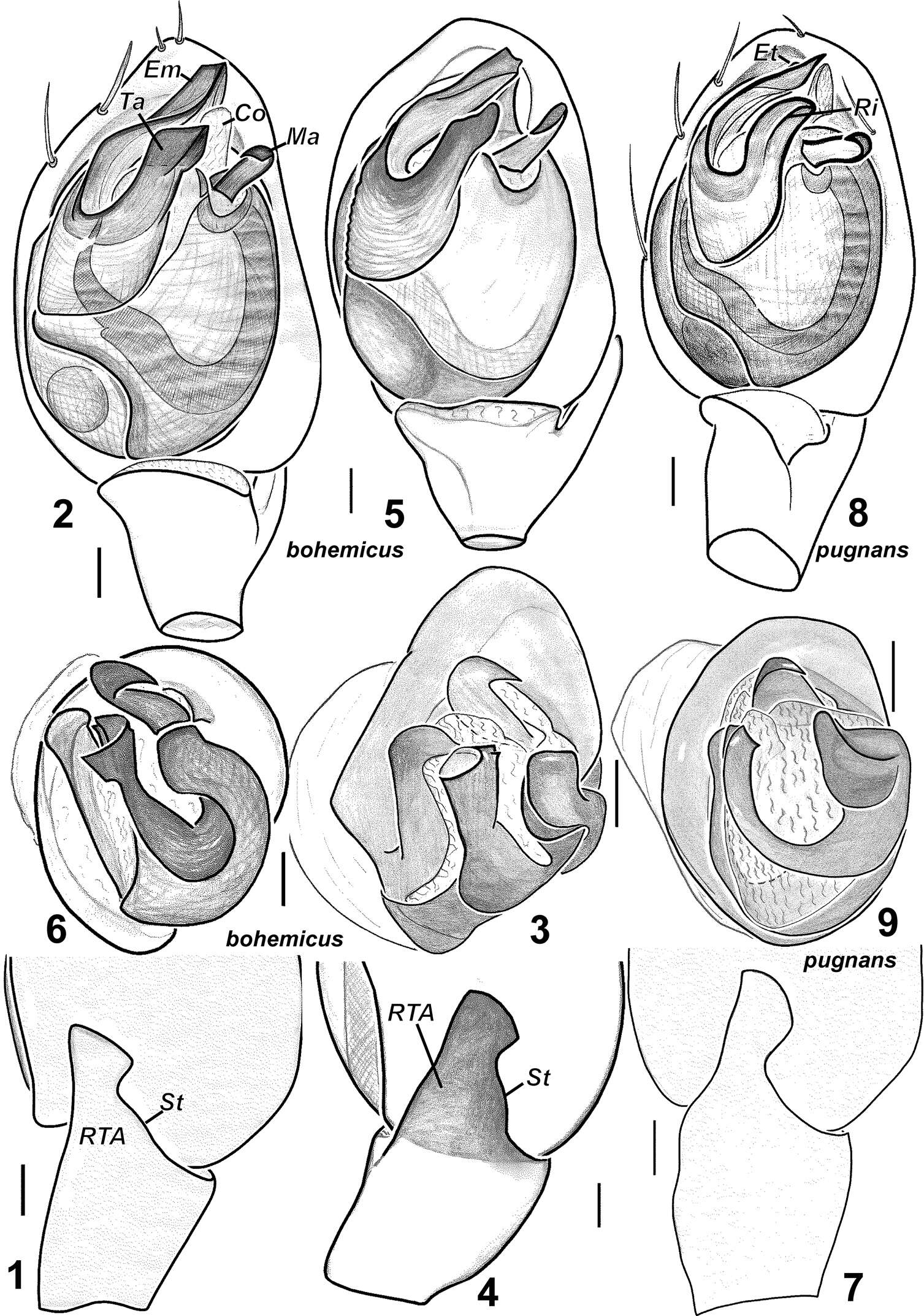 Image of Haplodrassus bohemicus Miller & Buchar 1977