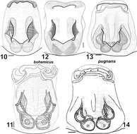 Image of Haplodrassus bohemicus Miller & Buchar 1977