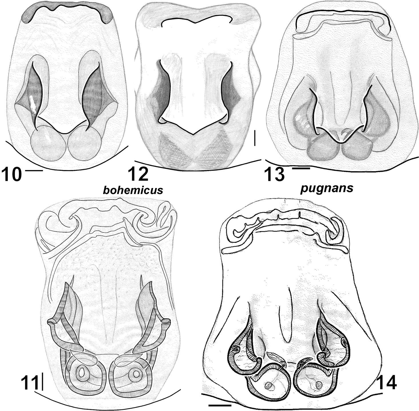 Image of Haplodrassus bohemicus Miller & Buchar 1977