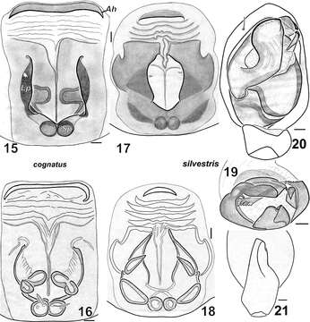 Imagem de Haplodrassus cognatus (Westring 1861)