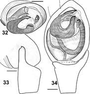 صورة Haplodrassus invalidus (O. Pickard-Cambridge 1872)