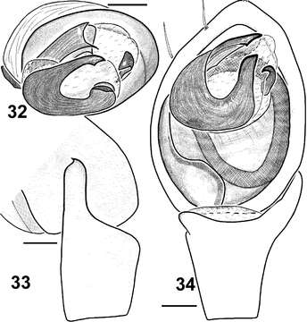 Imagem de Haplodrassus invalidus (O. Pickard-Cambridge 1872)