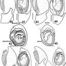 Image of Haplodrassus minor (O. Pickard-Cambridge 1879)