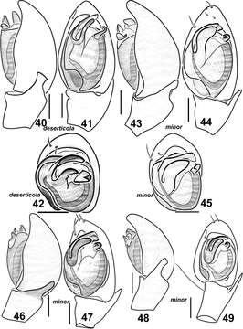 Imagem de Haplodrassus minor (O. Pickard-Cambridge 1879)