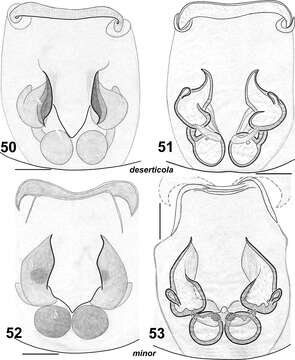 صورة Haplodrassus minor (O. Pickard-Cambridge 1879)