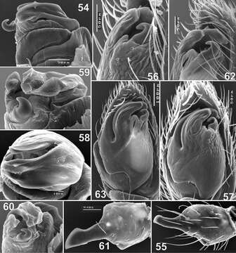 Слика од Haplodrassus minor (O. Pickard-Cambridge 1879)