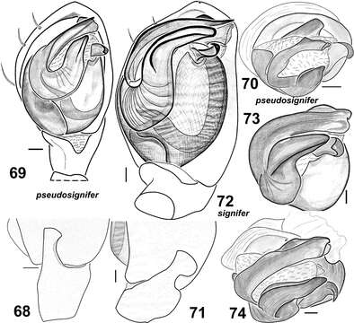 Image of Haplodrassus pseudosignifer Marusik, Hippa & Koponen 1996