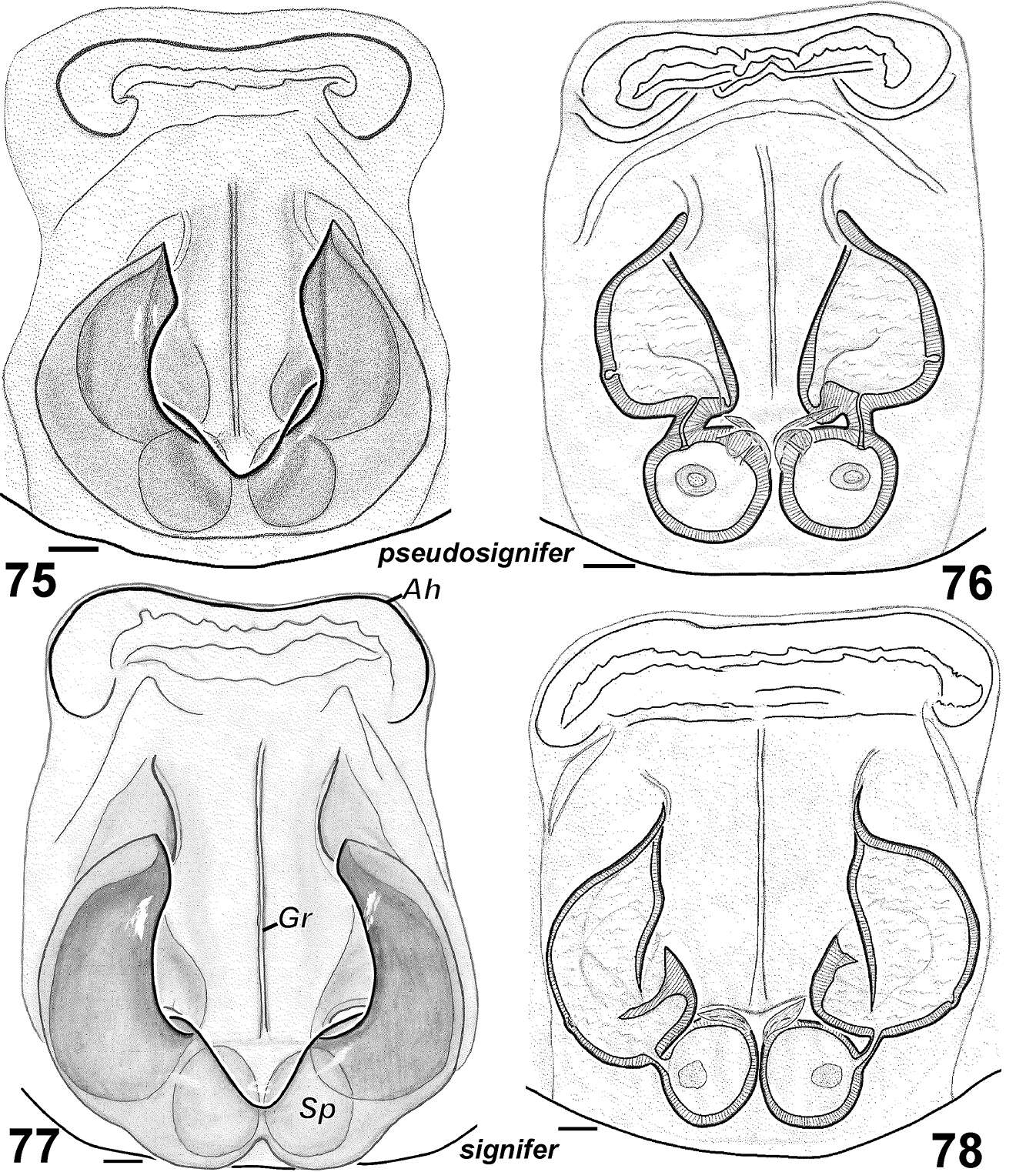 Image of Haplodrassus pseudosignifer Marusik, Hippa & Koponen 1996