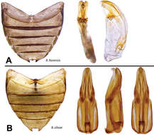 Imagem de Berosus llanensis Oliva & Short 2012