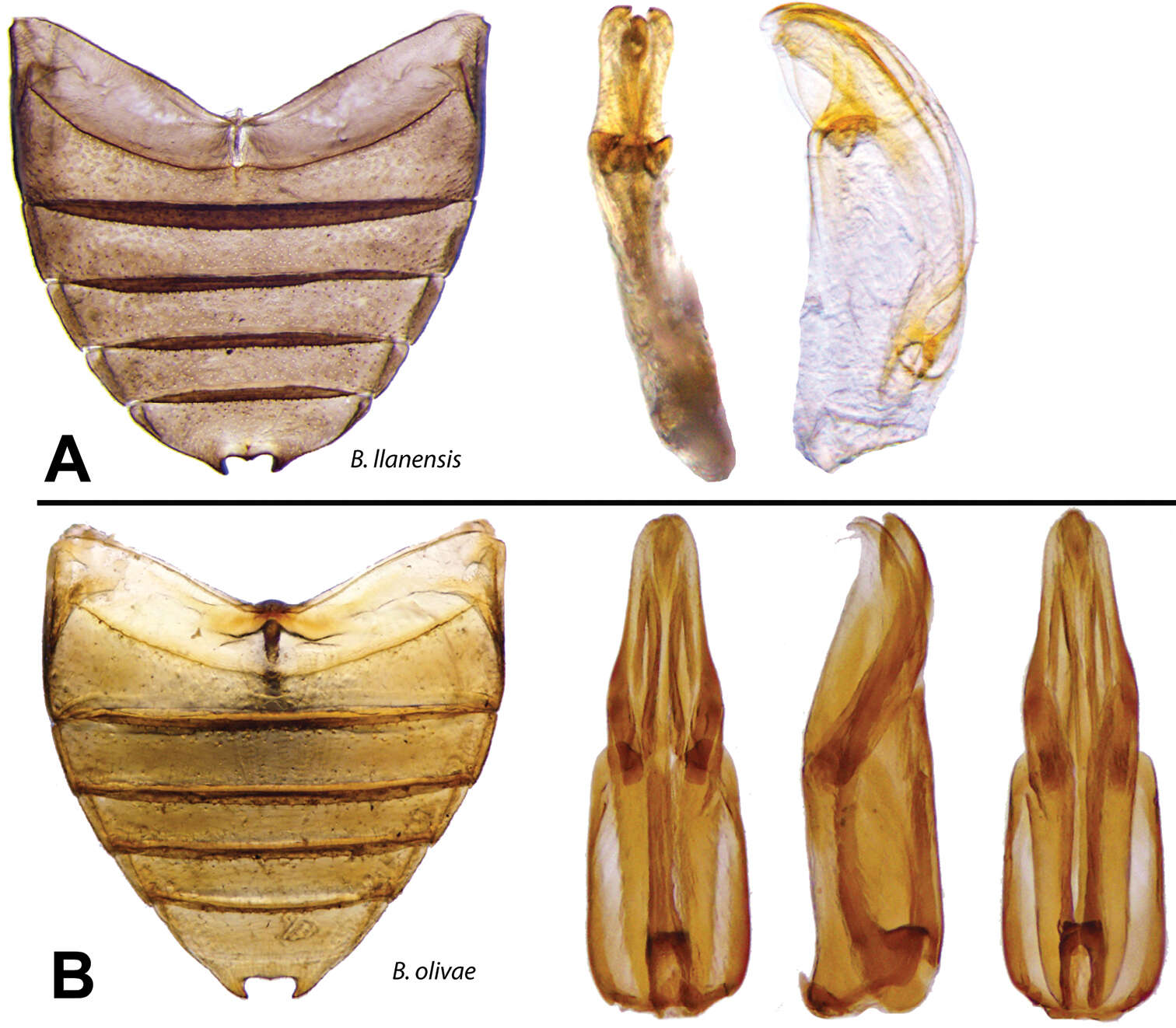 Image de Berosus llanensis Oliva & Short 2012