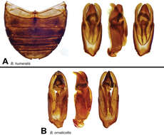 Berosus ornaticollis Oliva & Short 2012的圖片