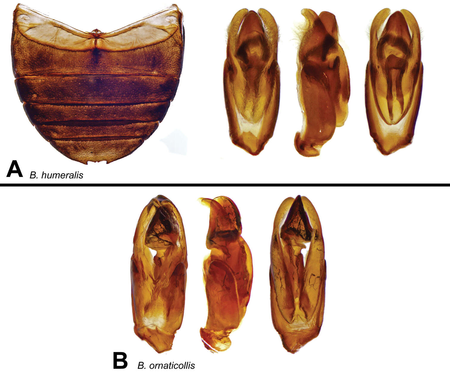 صورة Berosus ornaticollis Oliva & Short 2012