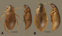 Image of Berosus repertus Oliva & Short 2012