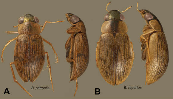 صورة Berosus repertus Oliva & Short 2012