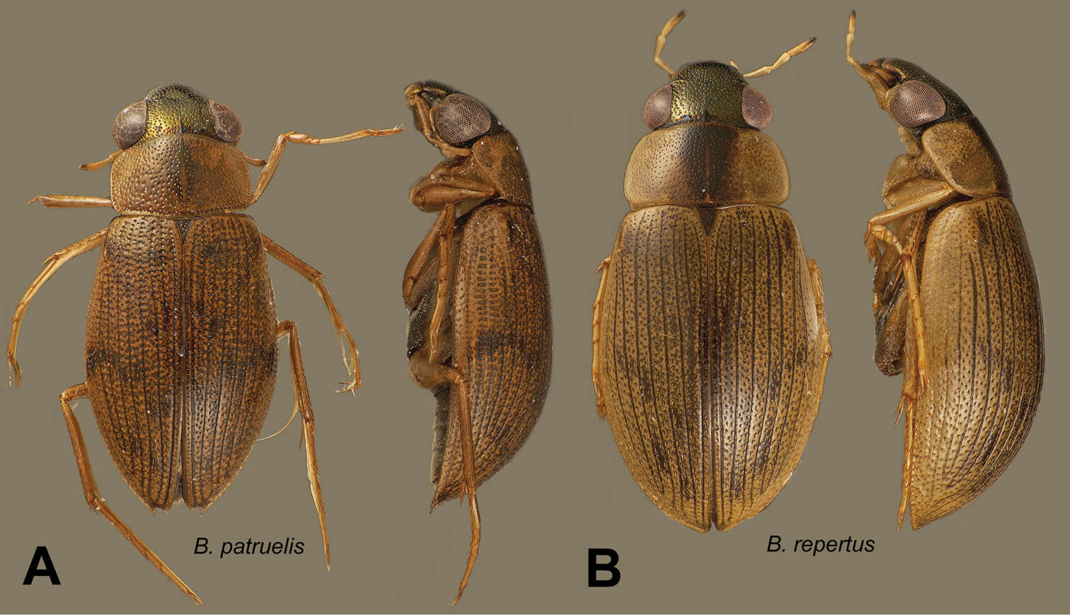 Image of Berosus repertus Oliva & Short 2012