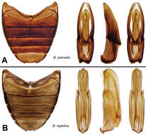 Image of Berosus repertus Oliva & Short 2012