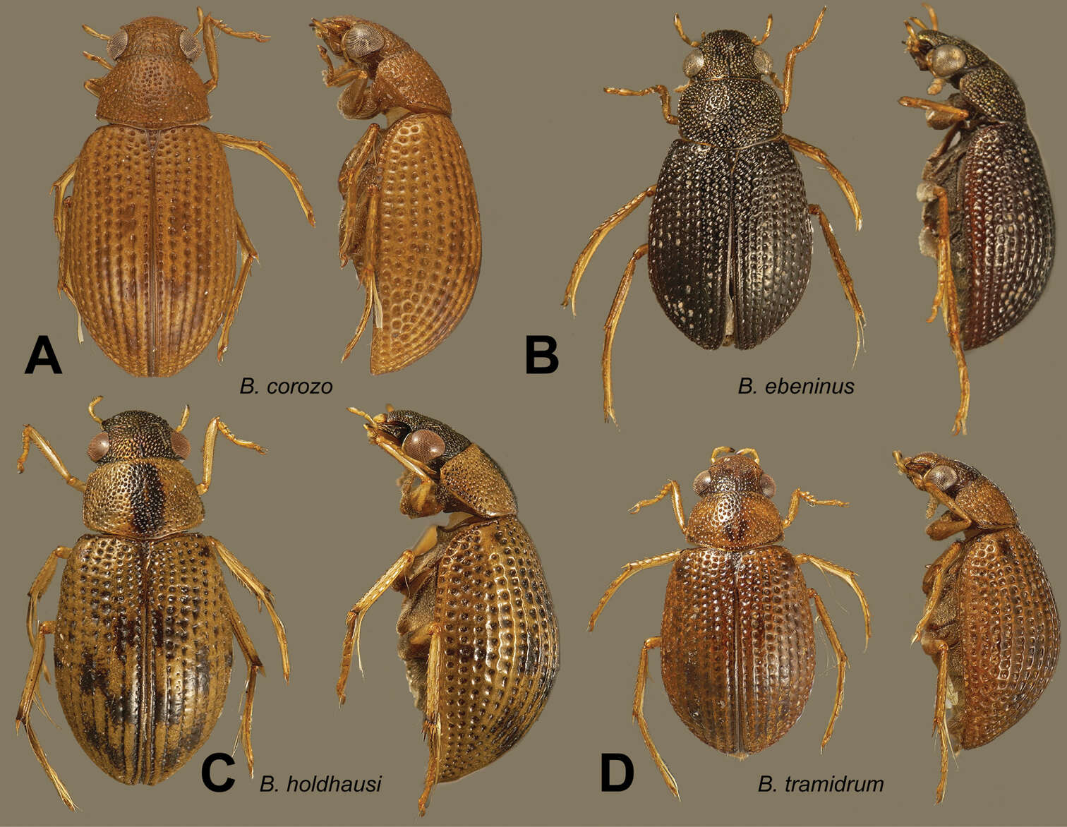 Image of Berosus tramidrum Oliva & Short 2012