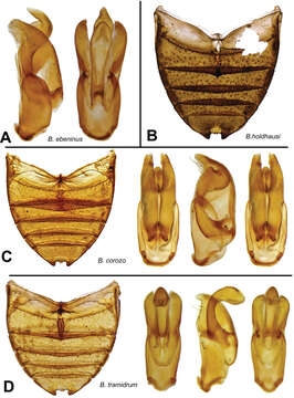 صورة Berosus tramidrum Oliva & Short 2012