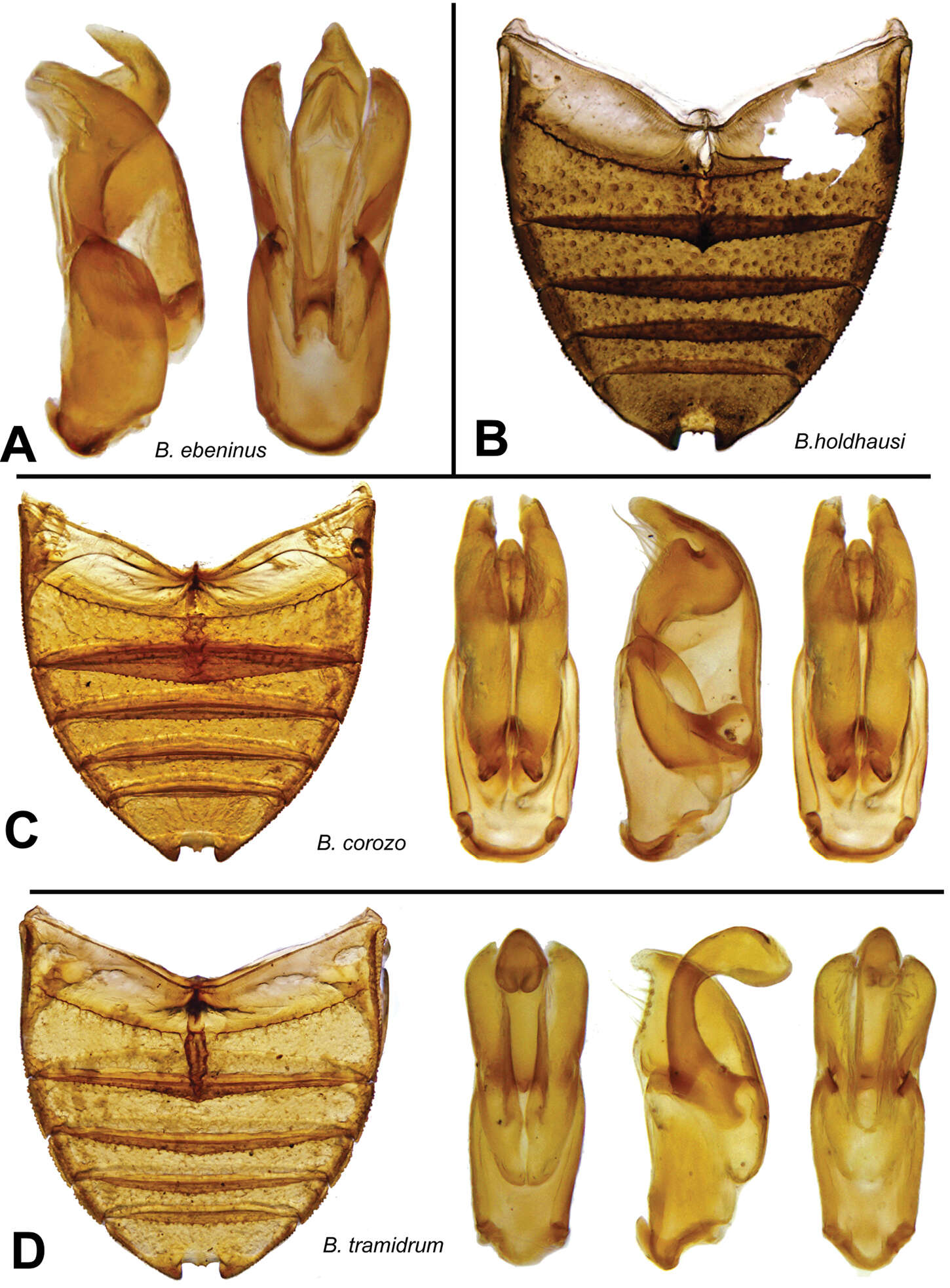 Image of Berosus tramidrum Oliva & Short 2012