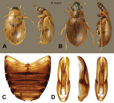 Berosus resmi