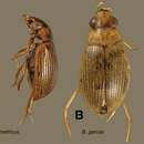 Berosus asymmetricus Oliva & Short 2012 resmi