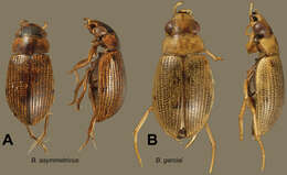 Berosus asymmetricus Oliva & Short 2012的圖片