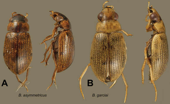 Berosus asymmetricus Oliva & Short 2012 resmi