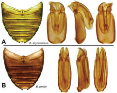 Berosus asymmetricus Oliva & Short 2012 resmi