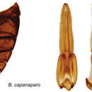 Berosus capanaparo Oliva & Short 2012 resmi