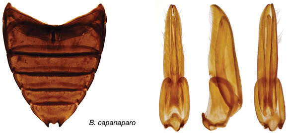 Berosus capanaparo Oliva & Short 2012 resmi