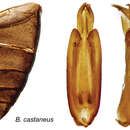 Image of Berosus castaneus Oliva & Short 2012