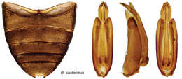 Image of Berosus castaneus Oliva & Short 2012