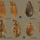 Image de Berosus ebeninus Oliva & Short 2012