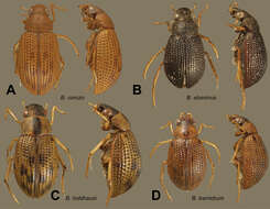 Image of Berosus ebeninus Oliva & Short 2012