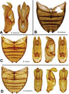 صورة Berosus ebeninus Oliva & Short 2012