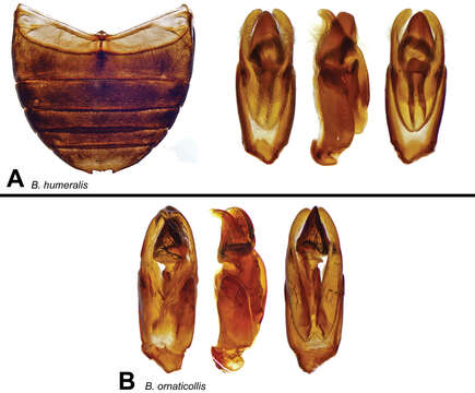 Berosus humeralis Oliva & Short 2012的圖片