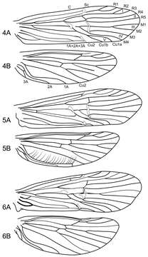 Image of Atopsyche (Atopsaura) galharada Santos & Holzenthal 2012