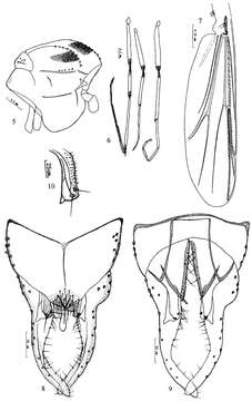 Olecryptotendipes resmi