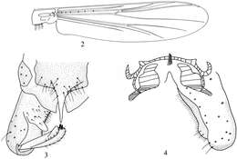 Sivun Bryophaenocladius kuva