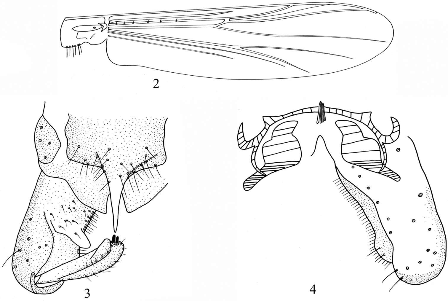 Sivun Bryophaenocladius kuva