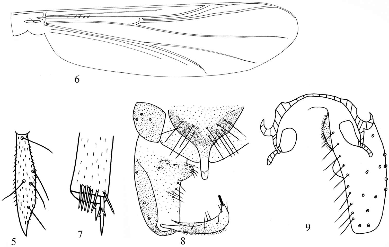 Imagem de Bryophaenocladius parictericus Lin, Qi & Wang 2012